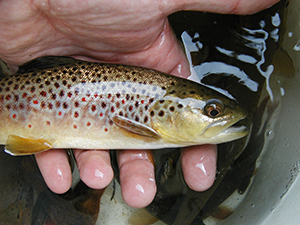 Brown trout