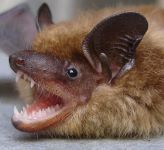A brown bat baring its teeth