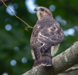 Hawk on a tree branch