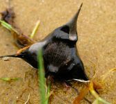 Image of a water chestnut which is triangular with spikes