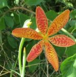 bright orange lily flower