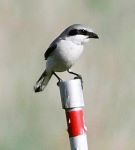 A small bird on a pole 