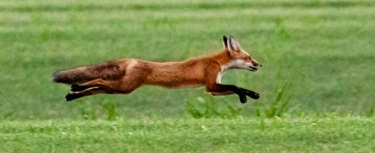 a red fox on the run