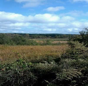 Plantation Island Wildlife Management Area