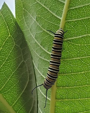 Monarch caterpillar on milkweed plant