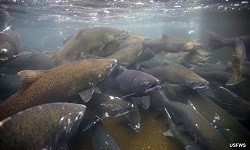 Group of salmon in water