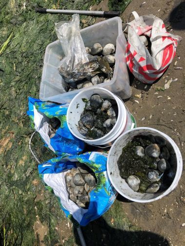 Shellfish taken illegally from uncertified shellfish lands in Jamaica bay