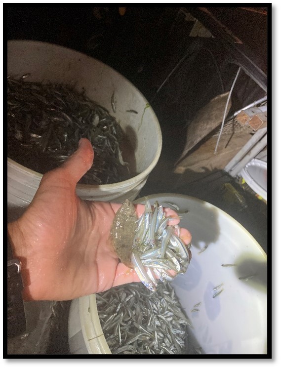 ECO handles fish pulled from buckets in Nassau County