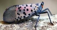 Spotted lanternfly