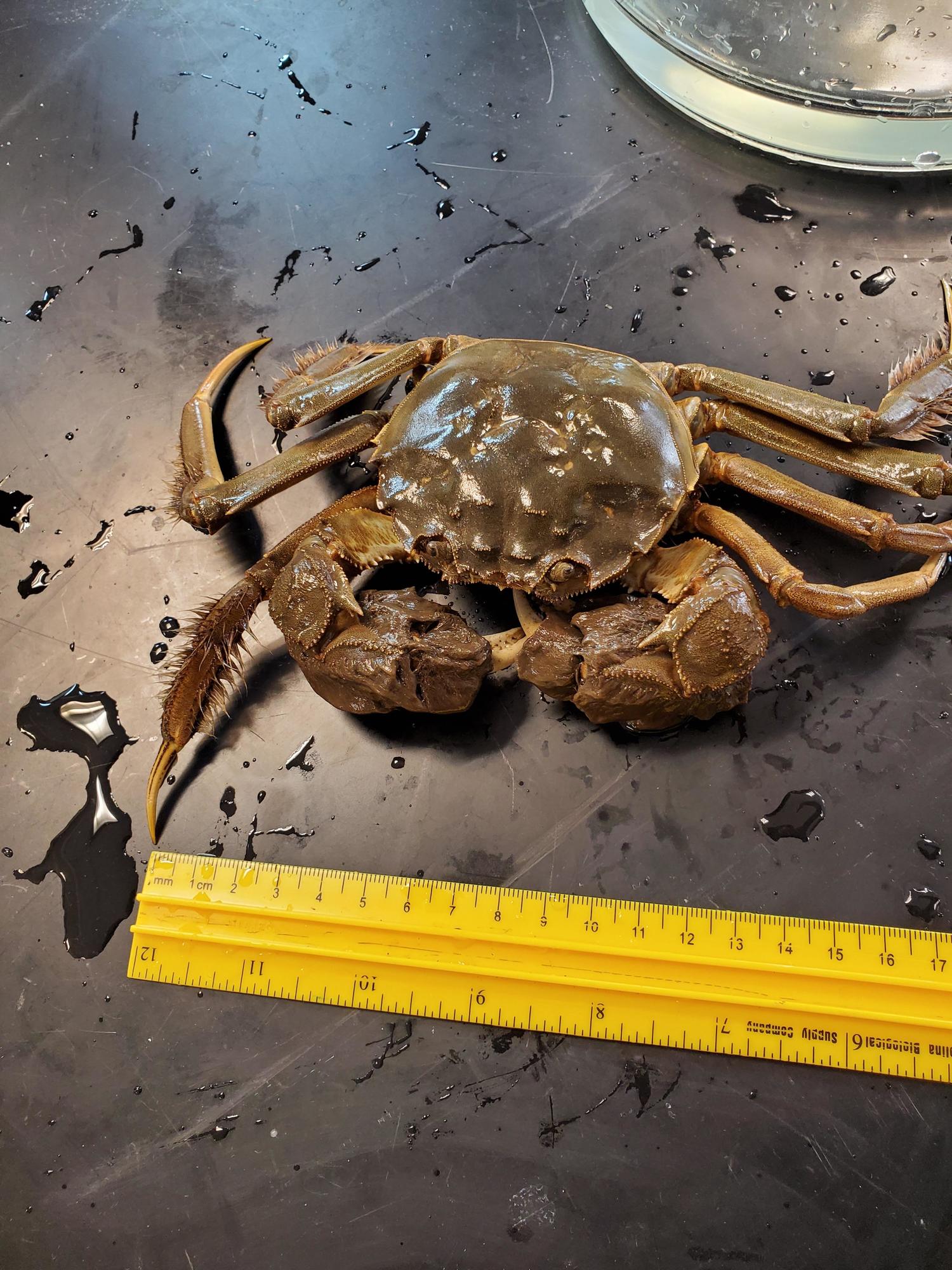 Image of mitten crab with ruler to show size