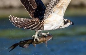 A bald eagle in flight grasps a fish in its talons.
