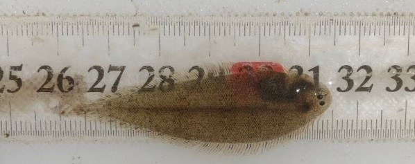 A small fish with eyes on top of its head, measured against a ruler.