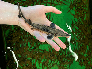 Juvenile lake sturgeon
