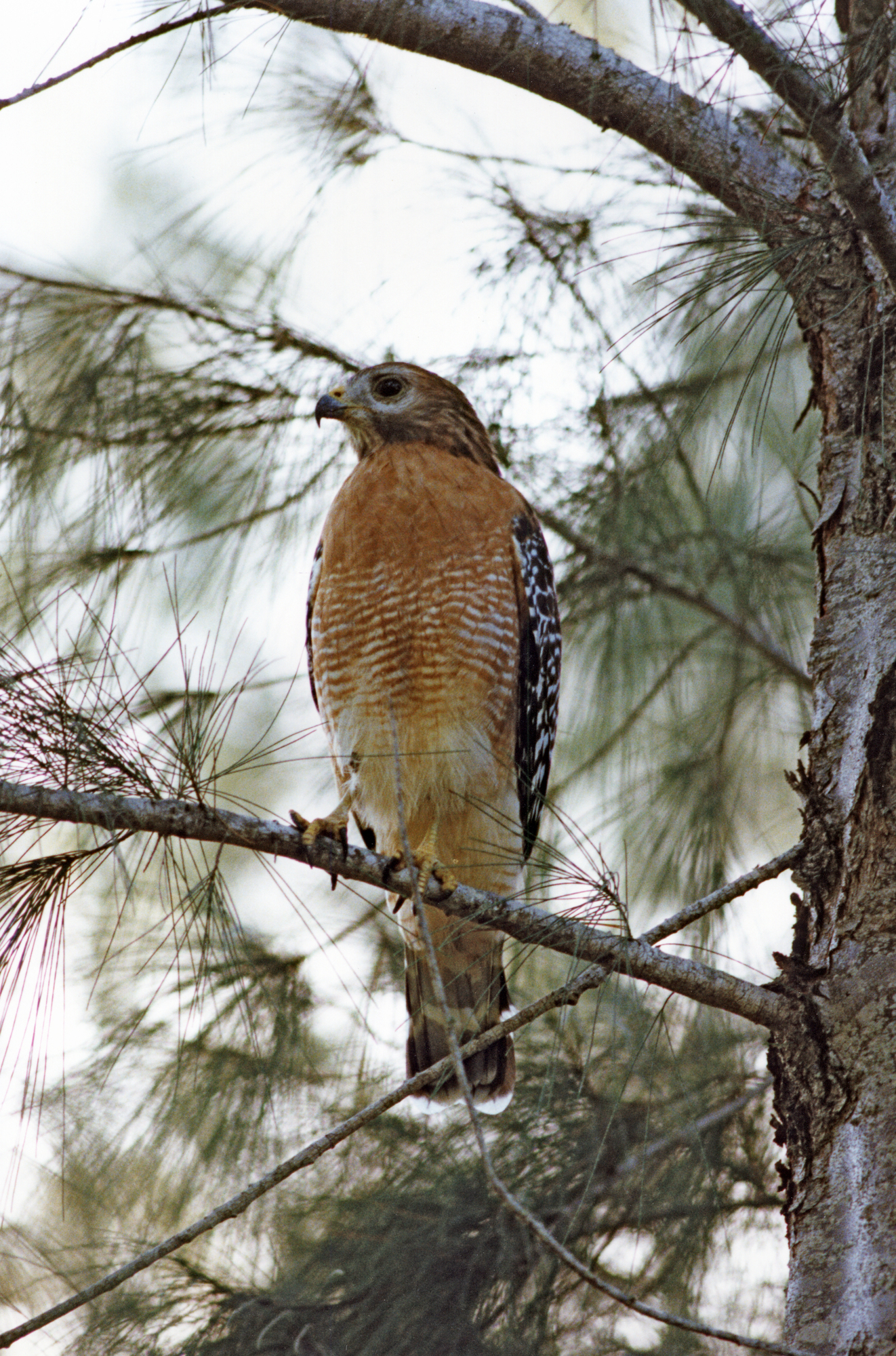 A hawk perched on a tree in the woods.