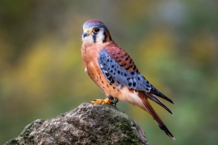 American kestrel