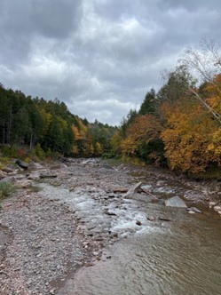 fall foliage along a stream