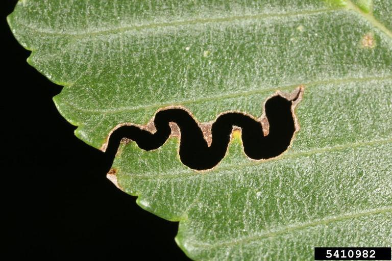 Elm Zigzag sawfly damage