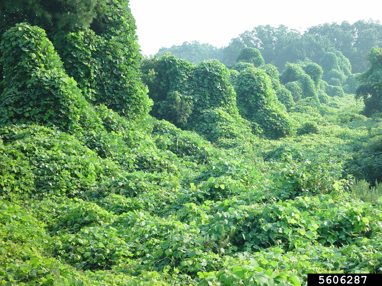 Kudzu covering trees