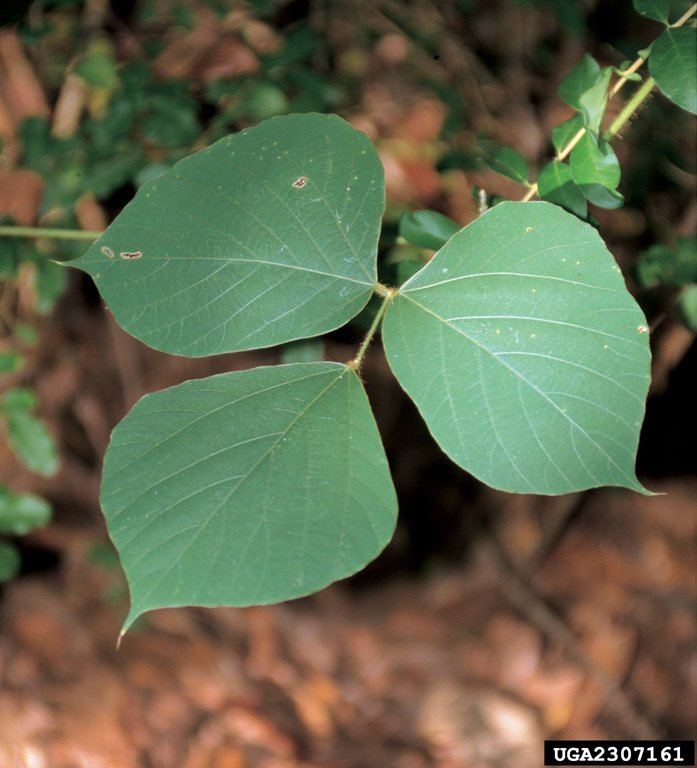 Kudzu leaf