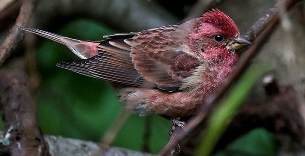 Purple finch courtesy of Deborah Tracy Kral