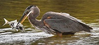 Great blue heron