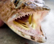 Inshore lizardfish