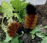 Wooly bear