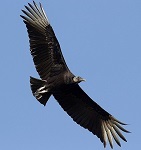 Black vulture