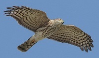 Sharp-shinned hawk