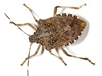 Brown marmorated stink bug