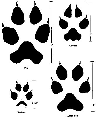 Coyote and wolf tracks comparison