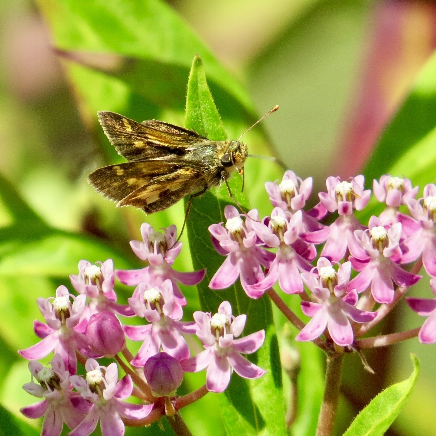 Skipper butterfly feeding on swamp milkweed flowers
