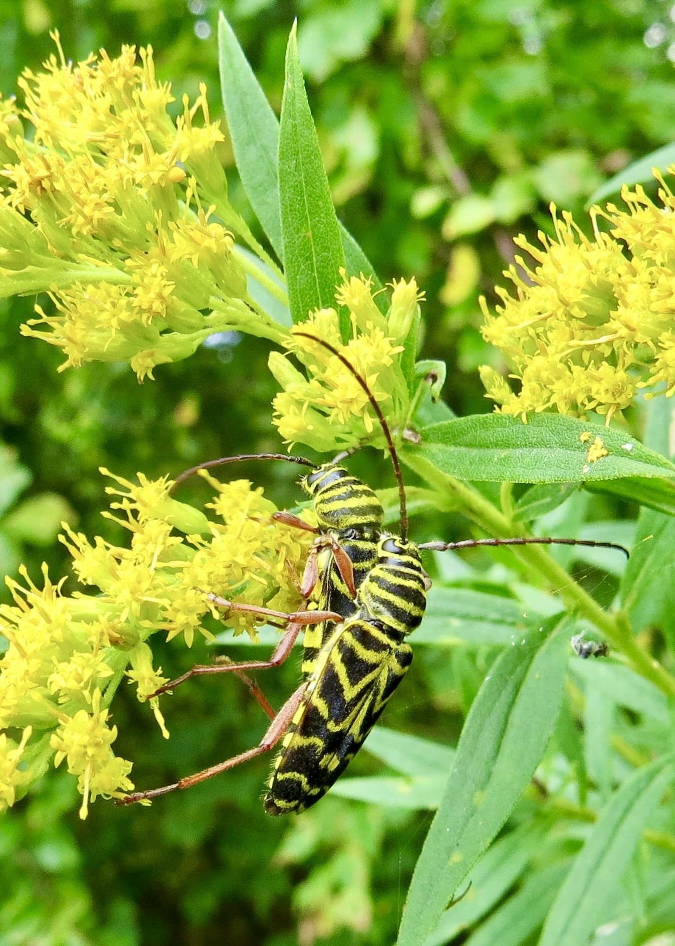 Locust borer beetles on goldenrod flowers