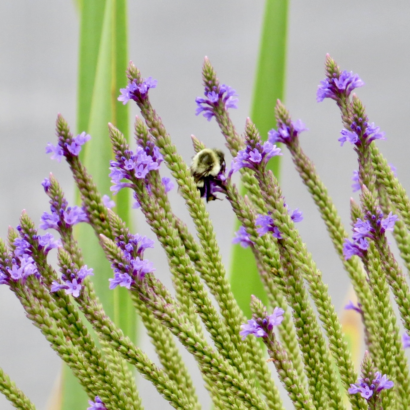Bumblebee on blue vervain flowers