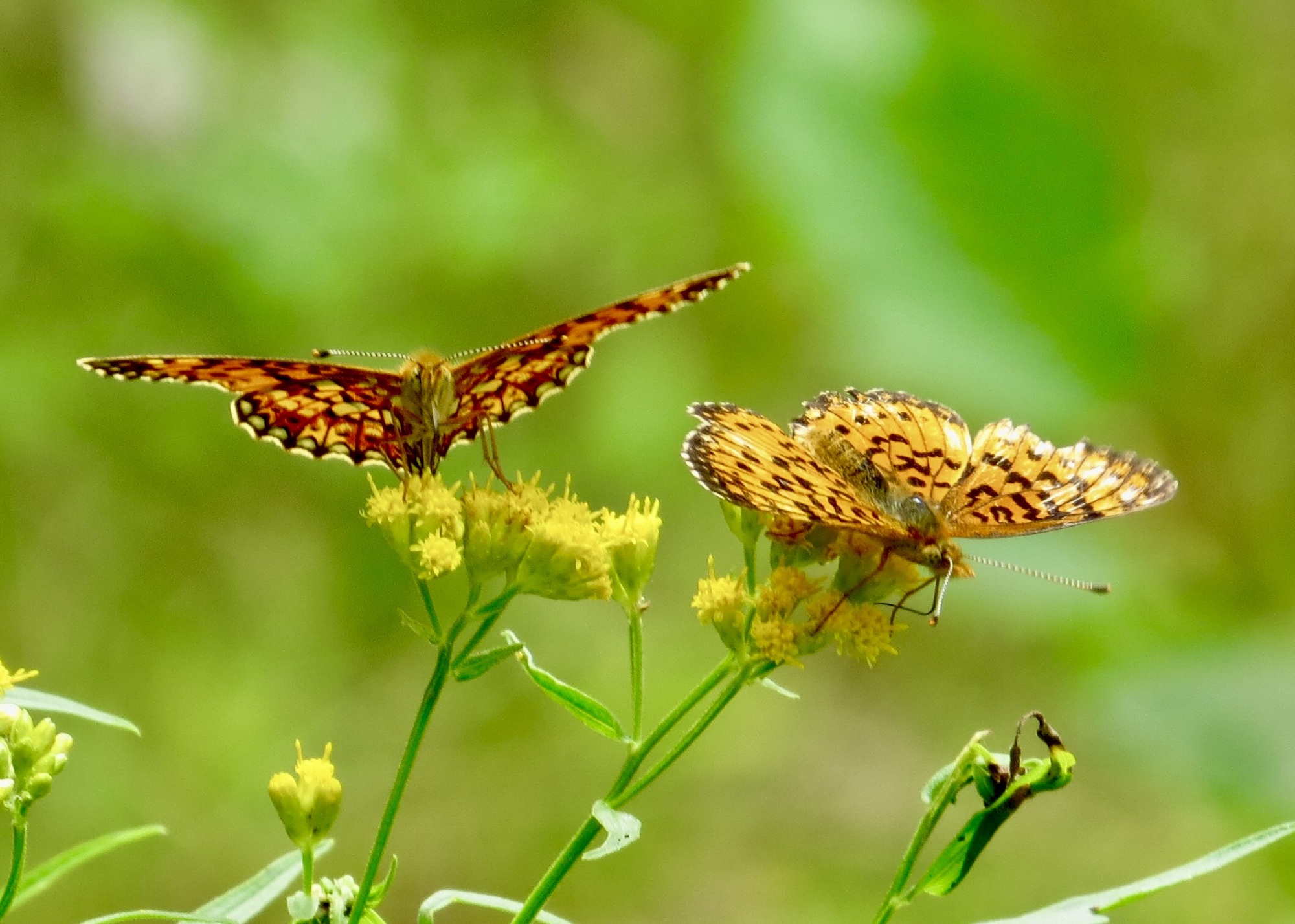 Fritillary butterflies feeding on goldenrod flowers