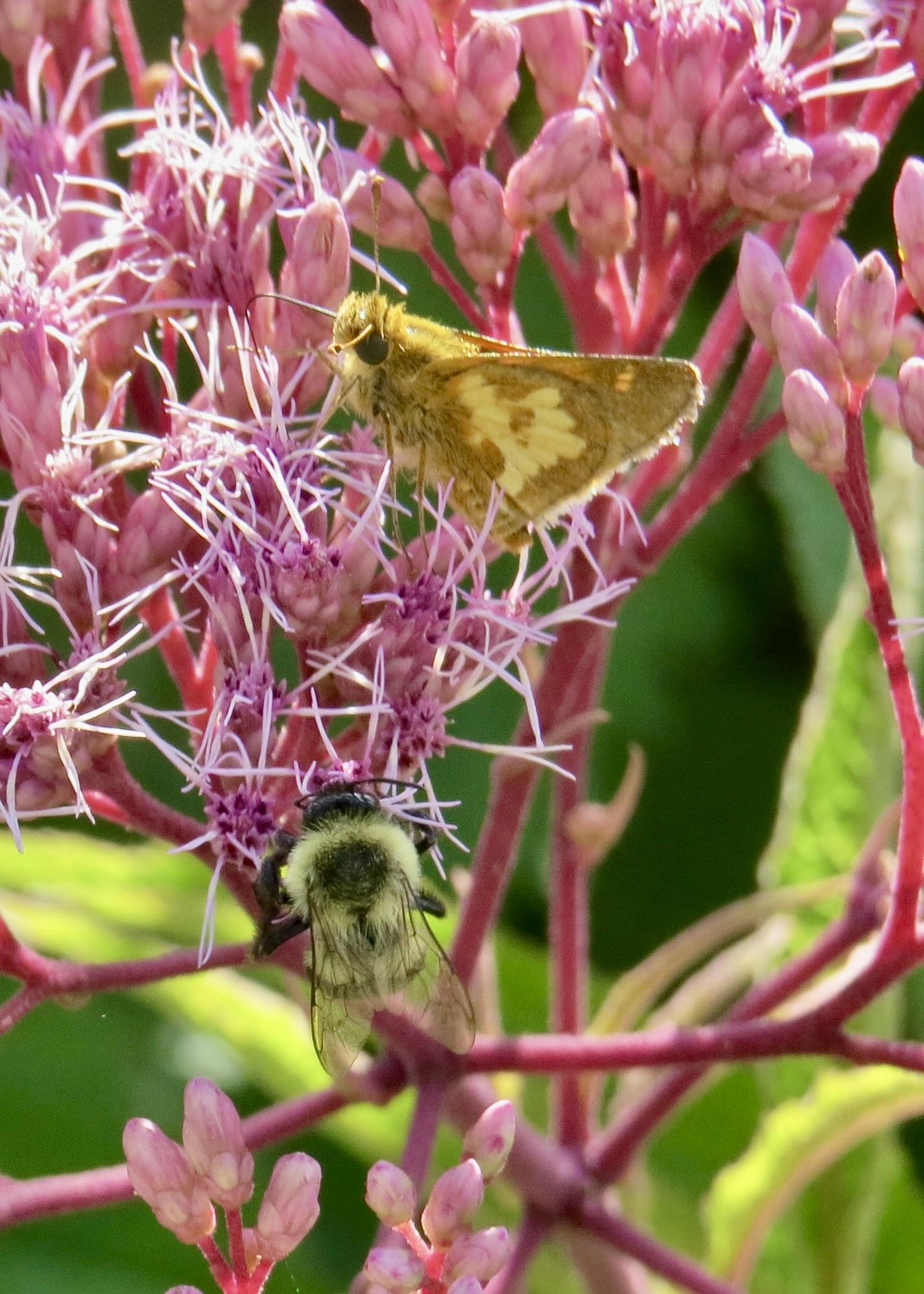 Skipper butterfly and bumblebee on Joe-Pye weed flowers