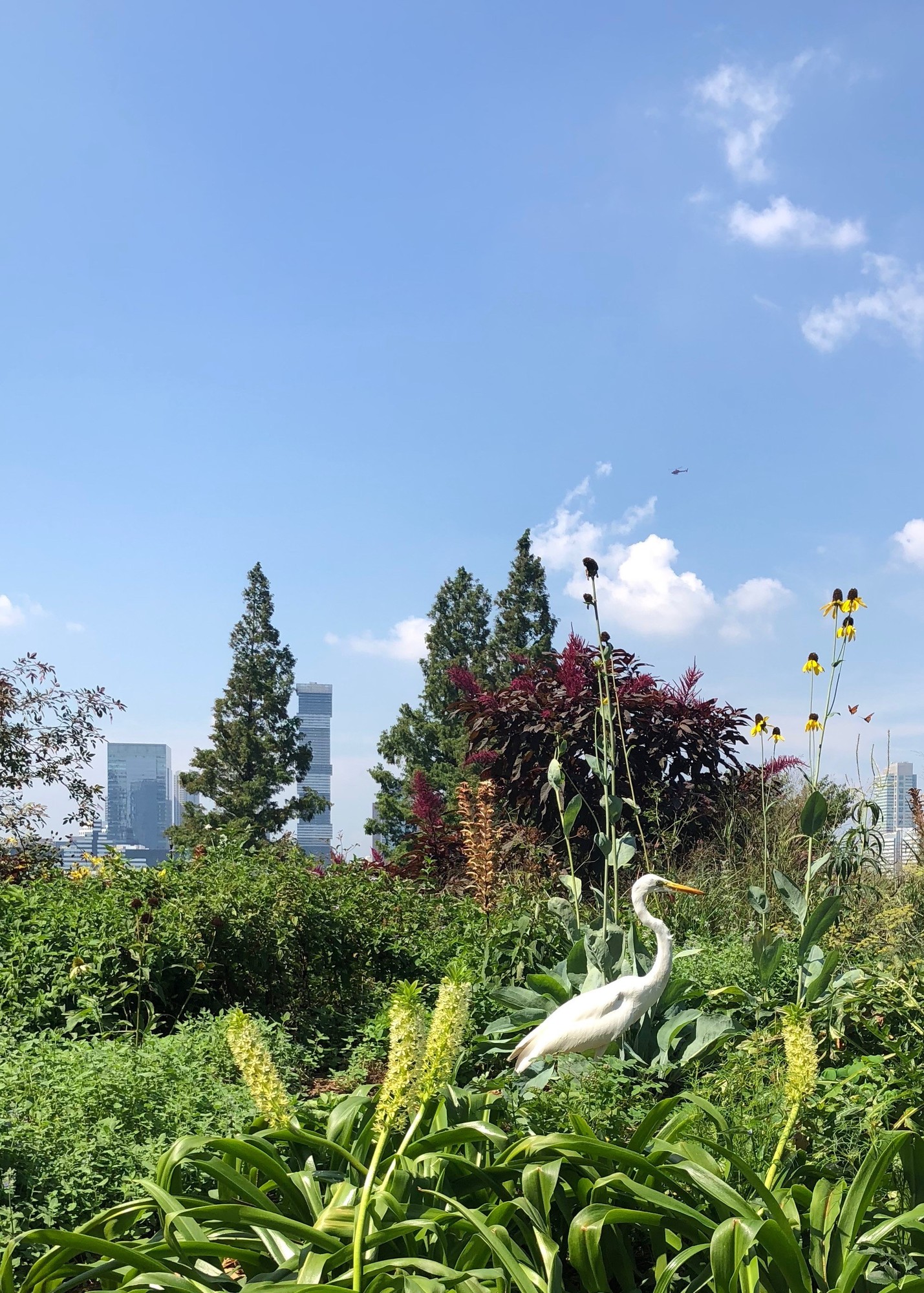 An egret sitting in a grassy area with the NYC skyline in the background
