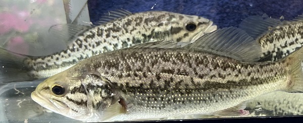 Largemouth bass courtesy of Tom Lake