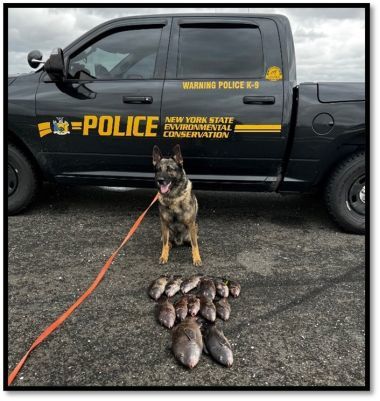 ECO Police Dog sitting in front of truck with poached blackfish