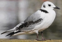 Black-legged kittiwake