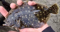 Summer flounder