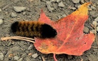 Wooly bear caterpillars