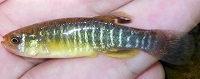 Mummichog
