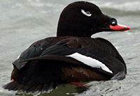 White-winged scoter