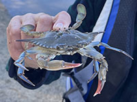 Blue crab