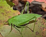 Katydid