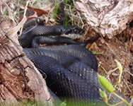 Black rat snake