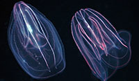 Comb jellies