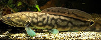 Bowfin