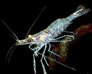 Grass shrimp